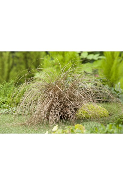 Осока `Bronze Perfection` у декоративному горщику